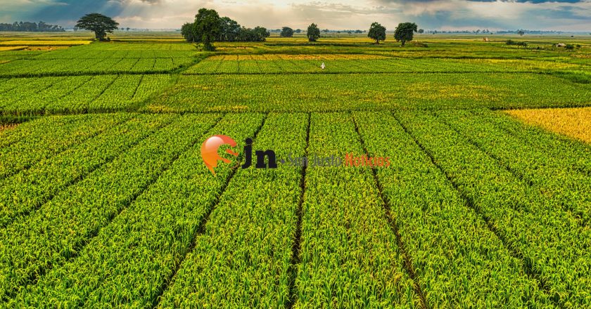 AVISO CLASIFICADO – SE VENDE CAMPO AGRÍCOLA