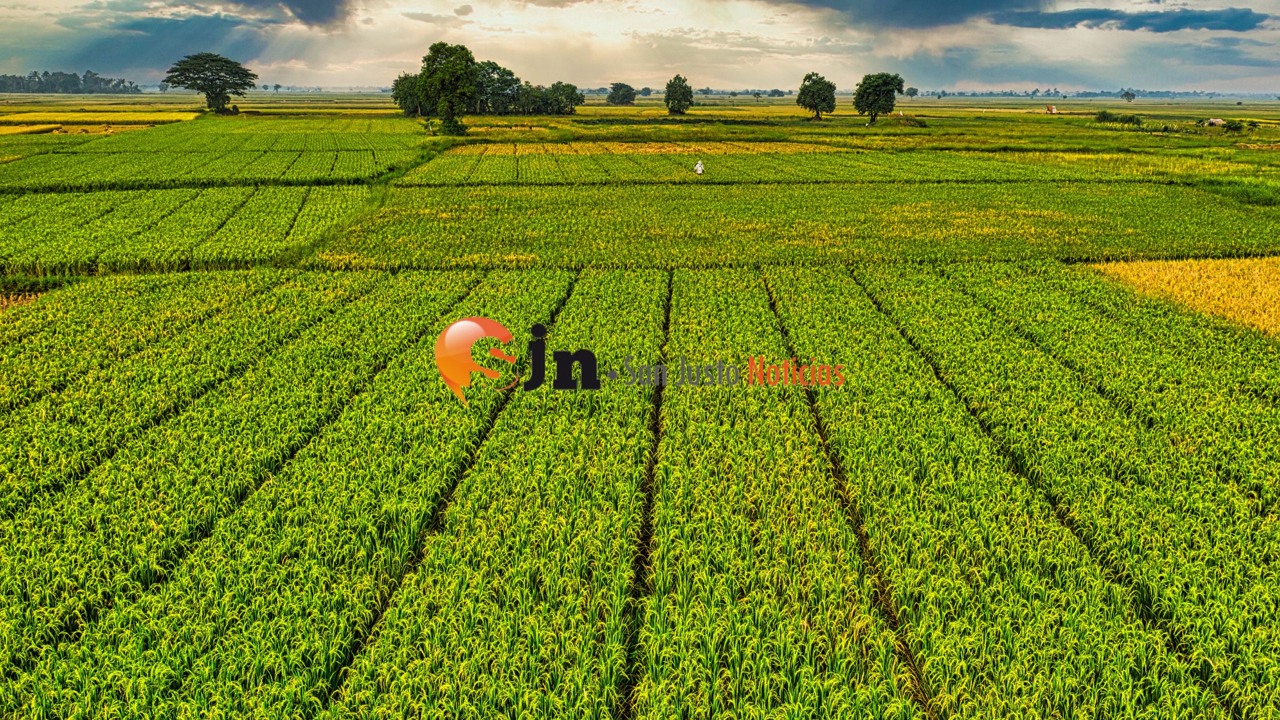 AVISO CLASIFICADO – SE VENDE CAMPO AGRÍCOLA